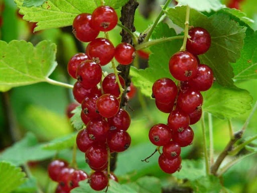 Червен касис